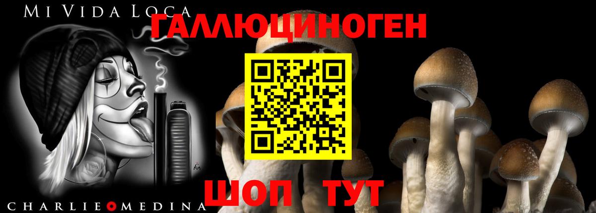 Псилоцибиновые грибы Psilocybine cubensis Дальнегорск